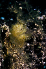 hairy shrimp in lembeh ocean micro diving
