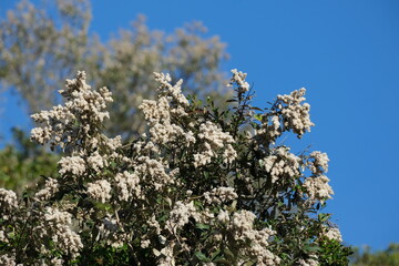 Buddleja saligna in Bloom at Tsitsikamma National Park