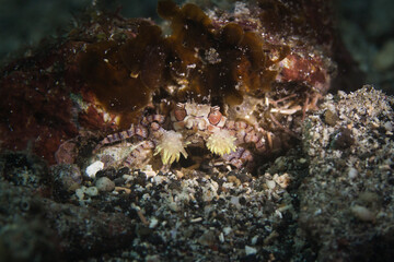 boxer crab in lembeh ocean micro diving