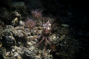 boxer crab in lembeh ocean micro diving