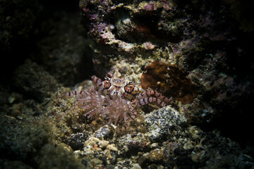 boxer crab in lembeh ocean micro diving
