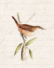 Tropical bird illustration. Soft watercolor style with a vintage handwritten background.