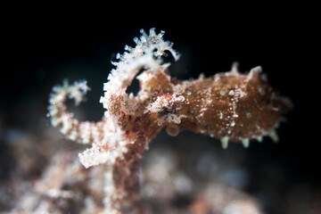 baby octopus in lembeh ocean micro diving © dayea