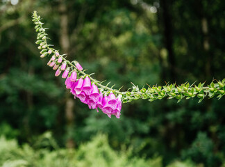 Common Foxglove Flower Blooming Outdoors