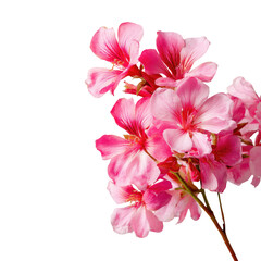 Fototapeta premium Close-up of pink geranium blossoms