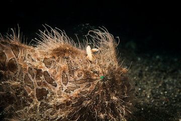 Frog fish in lembeh ocean micro diving
macro diving