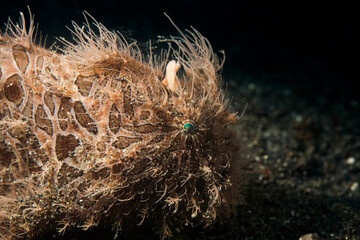 Frog fish in lembeh ocean micro diving
macro diving