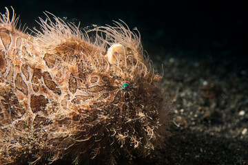 Frog fish in lembeh ocean micro diving
macro diving