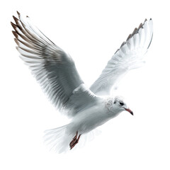 Obraz premium A seagull in flight, wings outstretched