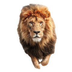 Fototapeta premium Majestic lion in a dynamic, forward stance