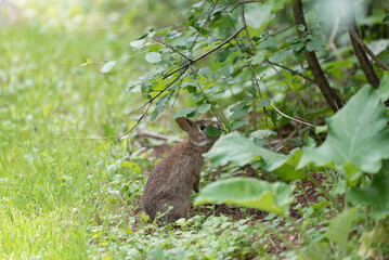Cute bunny eating leaves