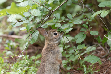 Cute bunny eating leaves standing up