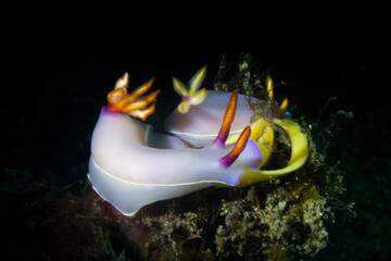 nudibranch with its egg in lembeh ocean micro diving
