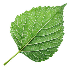 Obraz premium Vibrant Green Leaf: Detailed Macro Photography of Plant Foliage Isolated On Transparent Background