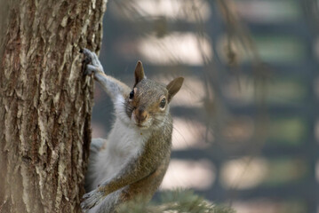 Cute squirrel in a dramatic pose
