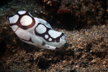 nudibranch in lembeh ocean micro diving