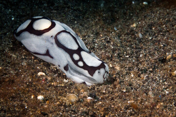 nudibranch in lembeh ocean micro diving