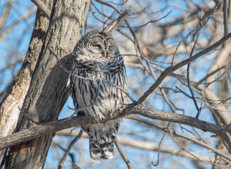 Barred owl sleeping on tree branch