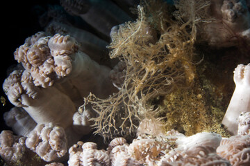 transparent nudibranch in lembeh ocean micro diving