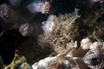 transparent nudibranch in lembeh ocean micro diving