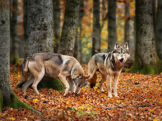 Obraz premium Autumn Leaves Surround Gray Wolves in Serene Woodland Scene Wolves in Forest with Orange and Yellow Leaves Covering the Ground