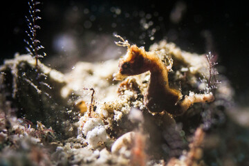 sea horse in lembeh ocean micro diving