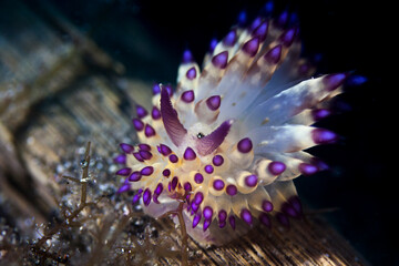 nudibranch in lembah ocean micro diving
