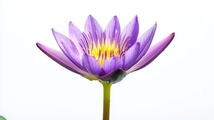 Purple water lily flower isolated on white background.