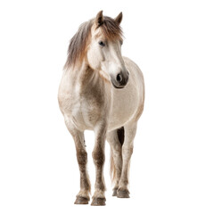 Light gray horse, front view, isolated