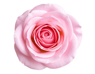 Fototapeta premium Top View of Pink Rose with Soft Shadows, Minimalist Floral Design, isolated on transparent background.