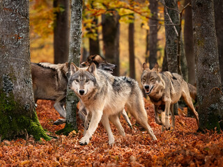 Obraz premium Wildlife in autumn woods featuring wolves and seasonal foliage in natural setting 