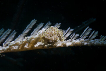 nudibranch in lembah ocean micro diving