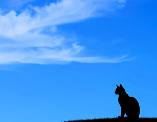 Cat Silhouette with Wide Blue Summer Sky