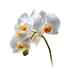 Fototapeta premium White Orchid Bloom