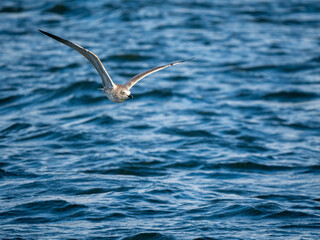 Möwe