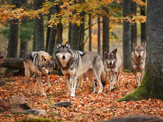 Obraz premium Two wolves in seasonal forest with fallen leaves and tall trees in natural light 
