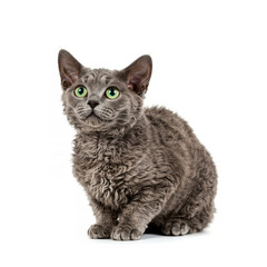 Selkirk Rex cat isolated on white background