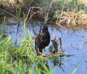 A black spotted starling stands on the ground among the grass near a puddle