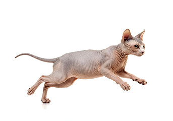 Naklejka premium Sphynx cat running on white background