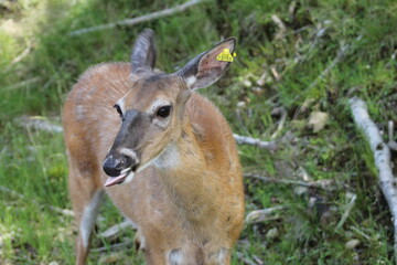 Cerf de virginie