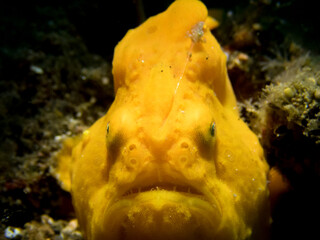 Frog fish in lembeh ocean micro diving
macro diving