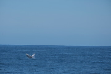 Humpback Whale in Tsitsikamma National Park Waters