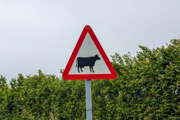 warning sign of cattle on the road