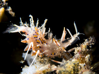 Tiger Shrimp in lembeh ocean micro diving