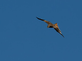 Obraz premium Seeadler