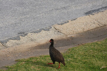 Swainson's Spurfowl in Tsitsikamma National Park