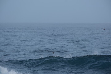 Fototapeta premium Majestic Ocean Waves at Tsitsikamma National Park