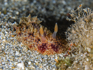 Dorid nudibranch Doris verrucosa