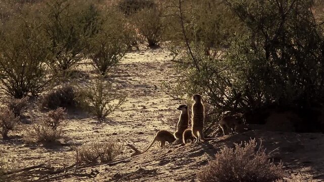 Meerkat family standing up with two young playing around close to den in Kgalagadi transfrontier park, South Africa; specie Suricata suricatta family of Herpestidae
