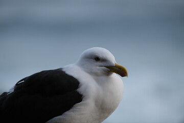 Kelp Gull in Tsitsikamma National Park
